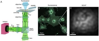 High-Precision Protein-Tracking With Interferometric Scattering Microscopy